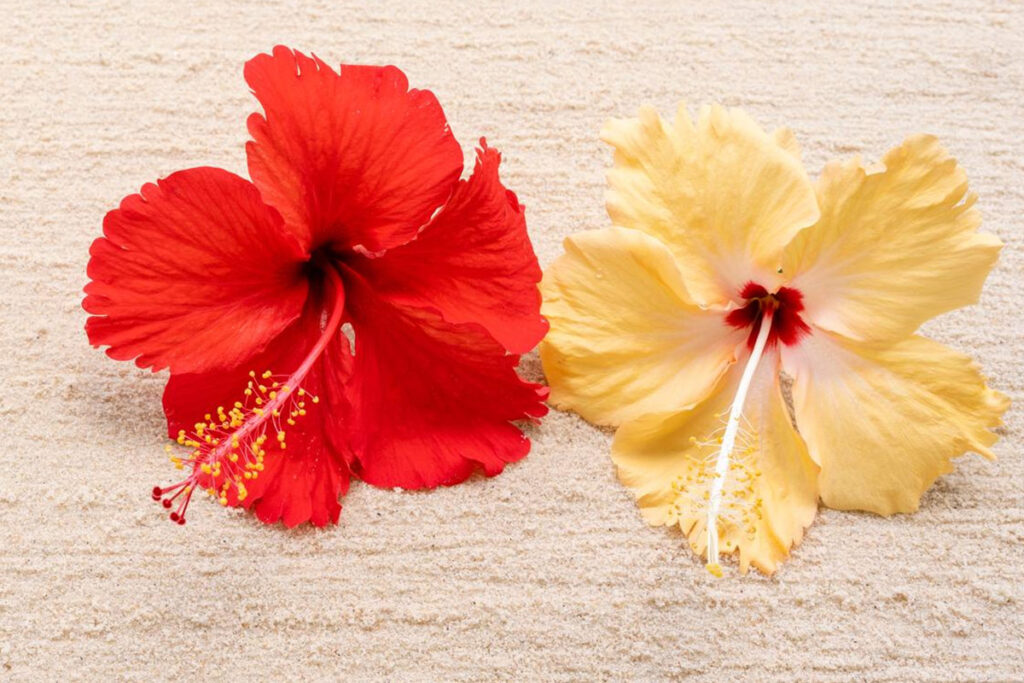 Flor de Hibisco: Conheça seus Benefícios para a Saúde