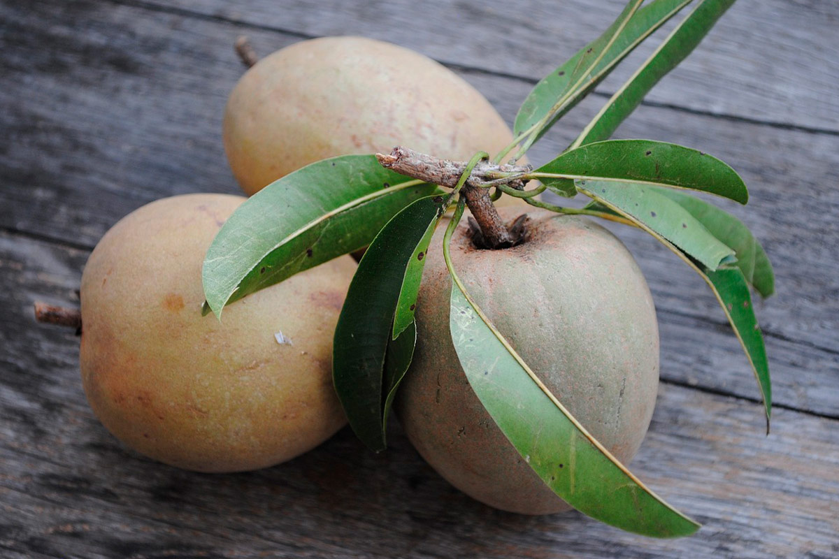 Sapoti: Descubra os Benefícios Deste Fruto